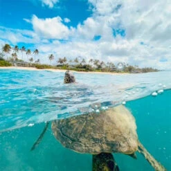 Dome Pour Smartphone - Domemare -Dashcam Magasin boitier sous marin domemare pour smartphone 4