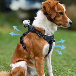 Harnais Insta360 Pour Animaux -Dashcam Magasin harnais insta360 pour animaux 5