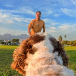 Harnais Insta360 Pour Animaux -Dashcam Magasin harnais insta360 pour animaux 6