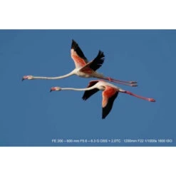 Téléobjectif Sony FE 200-600 Mm F/5.6-6.3 G OSS -Dashcam Magasin teleobjectif sony fe 200 600 mm f56 63 g oss 3