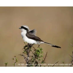 Téléobjectif Sony FE 200-600 Mm F/5.6-6.3 G OSS -Dashcam Magasin teleobjectif sony fe 200 600 mm f56 63 g oss 4